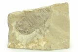 Partial Eurypterus (Sea Scorpion) Fossil - Ukraine #271292-1